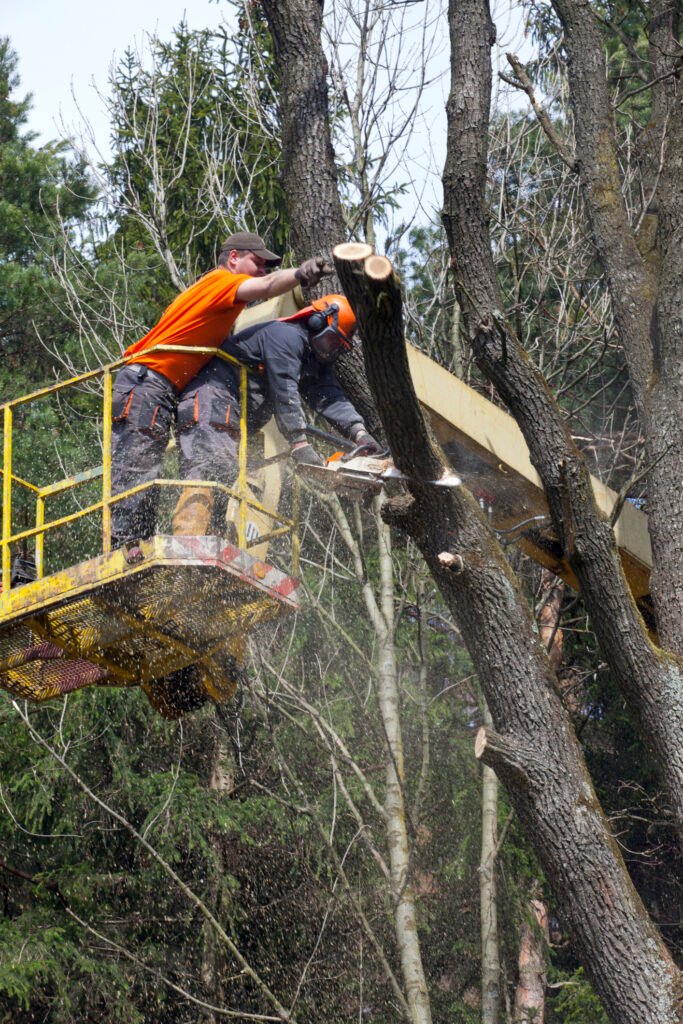 Baumpflege Baumkontrolle Unna