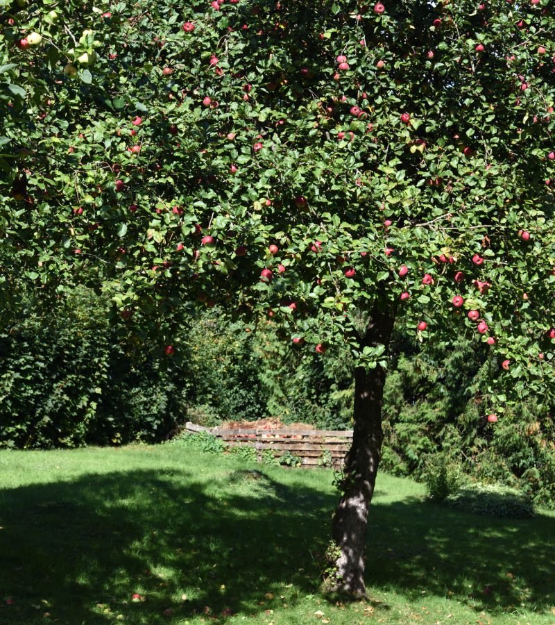 Apfelbaum schneiden Obstbaumschnitt Baumpflege Unna